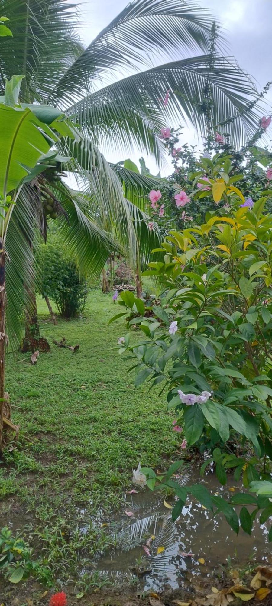 Cabinas Los Tucanes Cahuita Bagian luar foto
